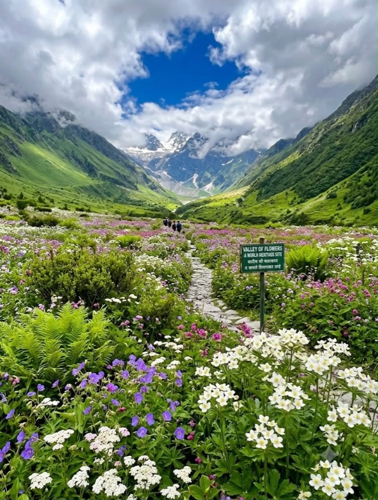 Valley of Flowers